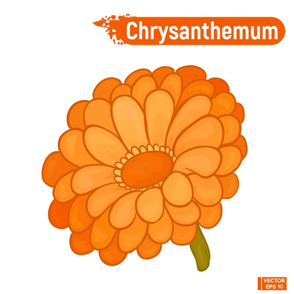 Цветущая оранжевая хризантема — стоковый вектор