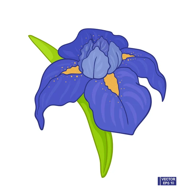Iris bleu fleur — Image vectorielle