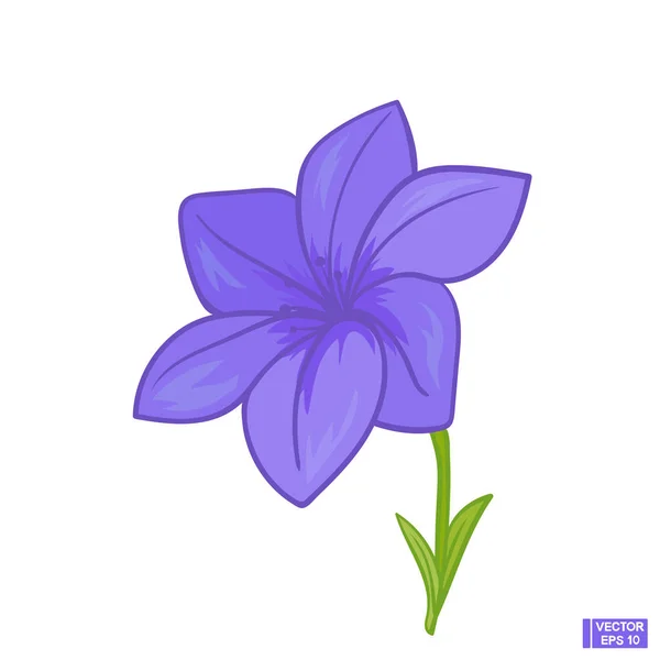 Fleur bleue de bellflower — Image vectorielle