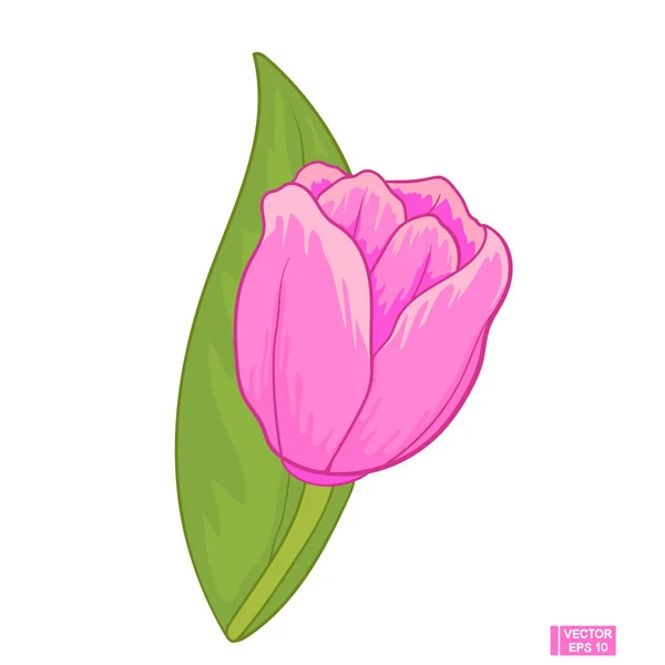 Croquis coloré de tulipe rose — Image vectorielle