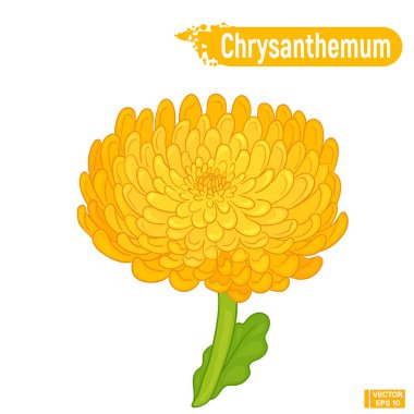 Çiçekli turuncu krizantem