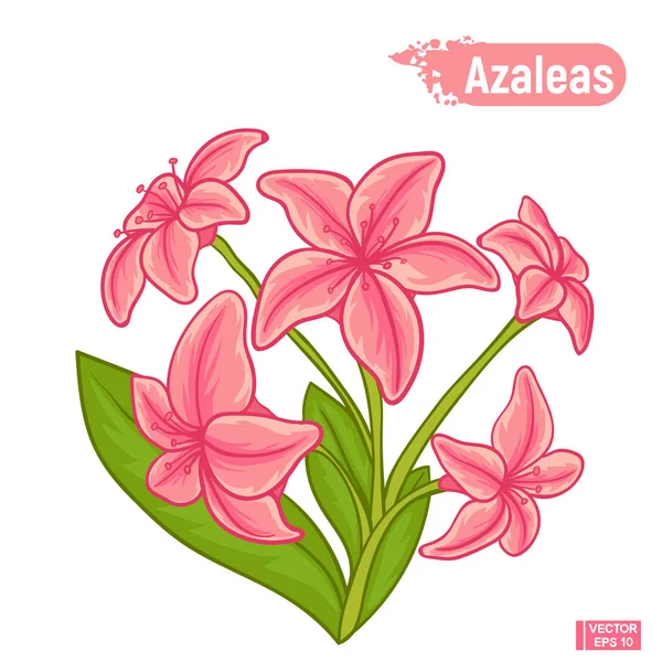 Fleurs azalées en fleurs — Image vectorielle