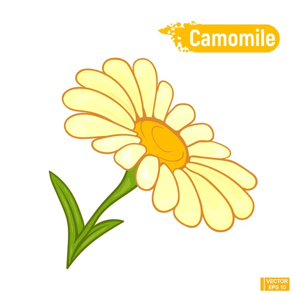 Fleurs de camomille fleuries — Image vectorielle