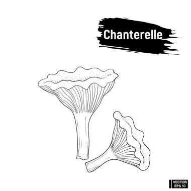 Mantar chanterelles kroki