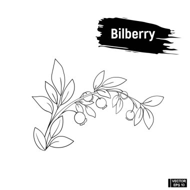 Kroki böğürtlen el çizim mürekkebi.