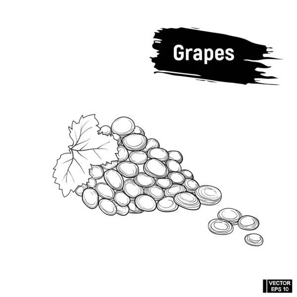 Schets tros druiven — Stockvector