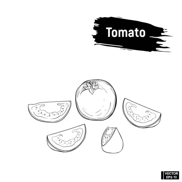 Рисунок томатного наброска — стоковый вектор