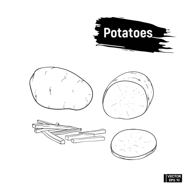 Potatis skiss hand ritning — Stock vektor