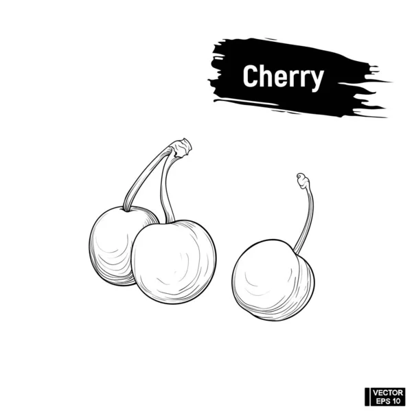 Overzicht van de schets van Berry Cherry — Stockvector