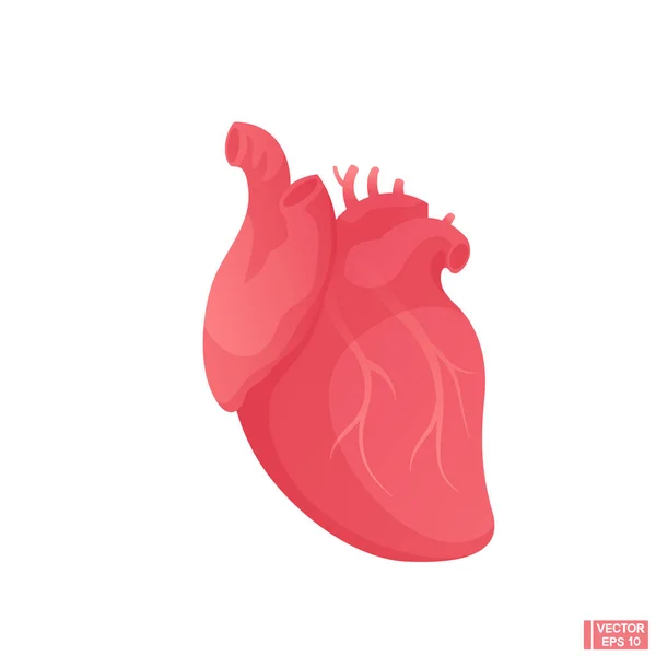 Desenho de desenhos animados coração humano. Sinal cardíaco anatômico . — Vetor de Stock