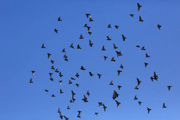 Vogelschwarm Fliegt Den Himmel — Stockfoto