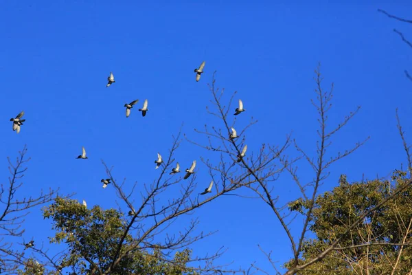 Rebanho Pássaros Voando Céu — Fotografia de Stock