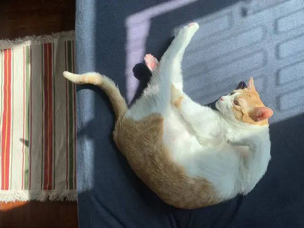 怠惰な猫の朝 — ストック写真