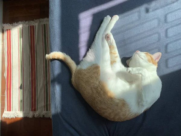怠惰な猫の朝 — ストック写真