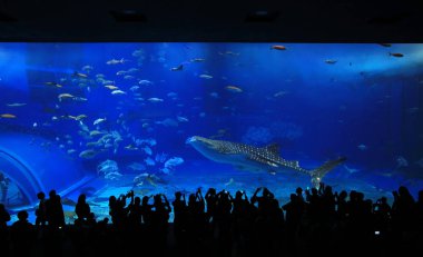 Akvaryum balina köpekbalığı