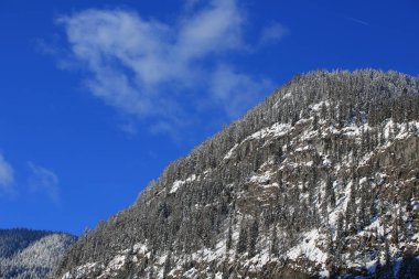 Hallstatt Evi, Avusturya Ormanı