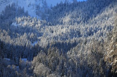 Hallstatt Evi, Avusturya Ormanı