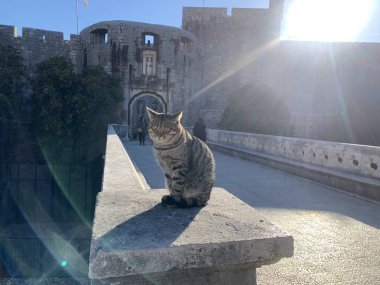 Dubrovnik 'teki köprüde yaşlı tekir kedi 