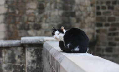 kedi dubrovnik köprüde oturup