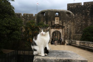 kedi ile kale