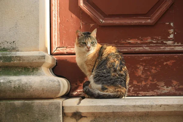 Kot Calico Ulicy Dubrowniku — Zdjęcie stockowe