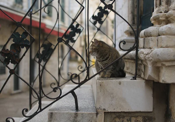 Calico Cat Street Dubrovnik — Stock Photo, Image