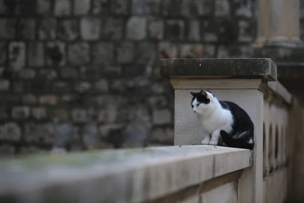 Kedi Dubrovnik Köprüde Oturup — Stok fotoğraf