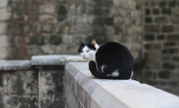 Kot Siedzieć Moście Dubrowniku — Zdjęcie stockowe