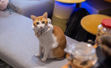 Akıllı kızıl kedi, arabaya otur.