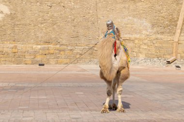 Bactrian devesi ya da iki hörgüçlü deve Orta Asya 'da Özbekistan' da evcil bir hayvandır.