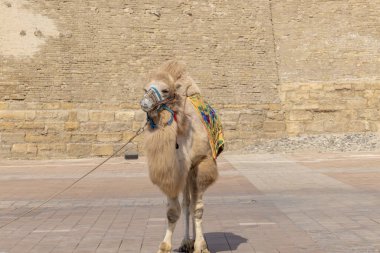 Bactrian devesi ya da iki hörgüçlü deve Orta Asya 'da Özbekistan' da evcil bir hayvandır.
