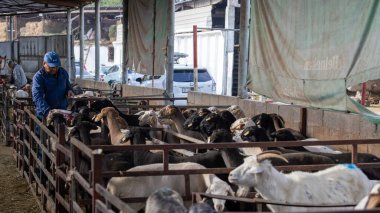 Tokmok, Kırgızistan 6 Ekim 2024: tanımlanamayan alıcı keçiyi kendi köyleri için seçti.