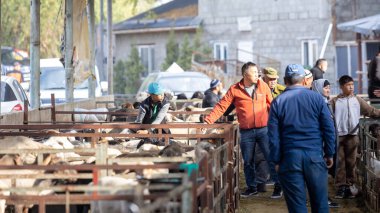 Tokmok, Kırgızistan 6 Ekim 2024: tanımlanamayan alıcı keçiyi kendi köyleri için seçti.