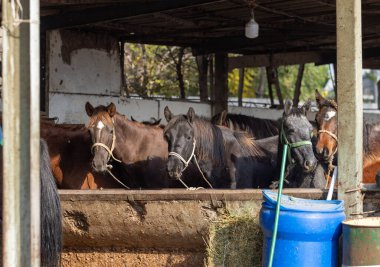 Horse in livestock market near Bishkek. animal husbandry is one of economics sources in Kyrgyzstan because of nomadic history