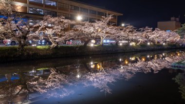 Hirosaki parkının etrafındaki gölet ve nehrin yansıması, Hirosaki Kiraz Çiçeği Festivali sırasındaki sakura ağacı.