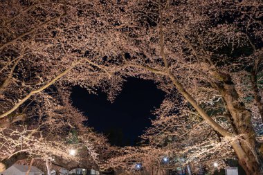 Hirosaki parkının etrafındaki gölet ve nehrin yansıması, Hirosaki Kiraz Çiçeği Festivali sırasındaki sakura ağacı.