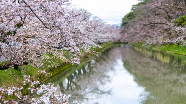 Hirosaki parkının etrafındaki gölet ve nehrin yansıması Hirosaki Kiraz Çiçeği Festivali sırasındaki sakura ağacı.