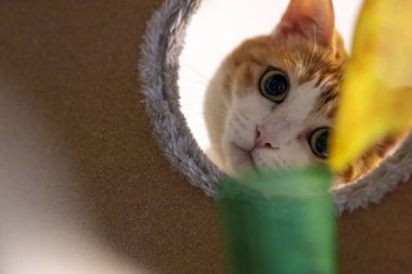 Kızıl bir kedi delikten dikizleyip merakla kamerayı izliyor.