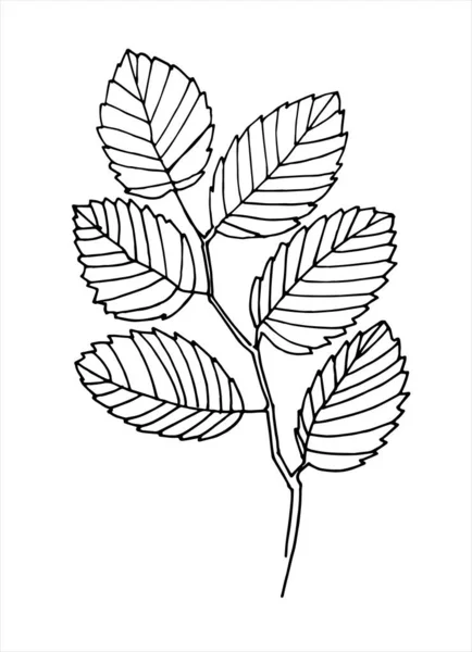Elmo albero ramo vettoriale linea arte — Vettoriale Stock