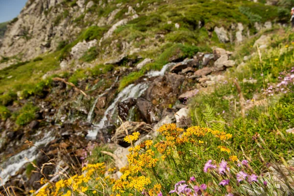 Ein Kleiner Wasserfall Den Bergen Mit Blumen — Stockfoto