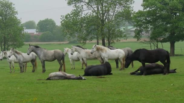 Horses Meadow — Stock Video