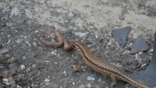 Lagarto Comiendo Una Lombriz — Vídeos de Stock