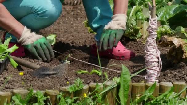 Mujer Plantando Ensalada Jardín — Vídeo de stock