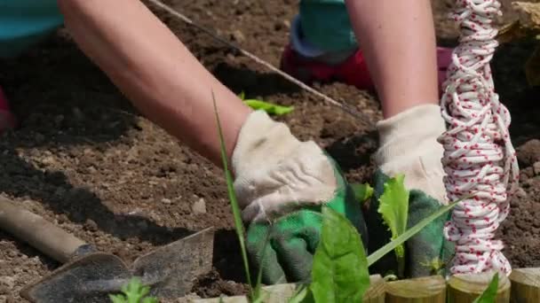 Frau Pflanzt Salat Garten — Stockvideo