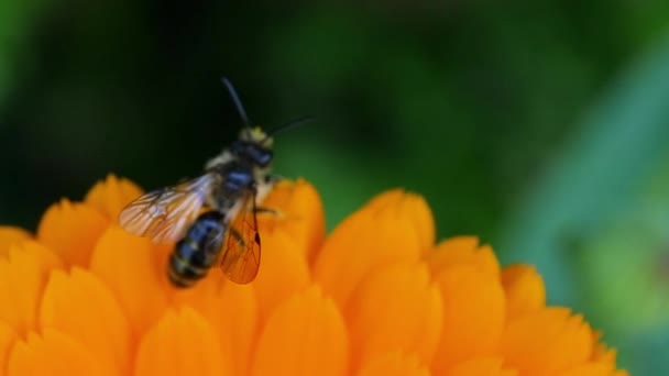 Nahaufnahme Von Insekten Einer Blume Ringelblume — Stockvideo