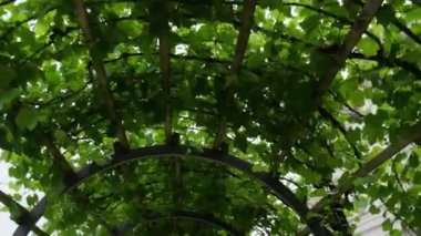 yaprakları ile çardak altında yürümek