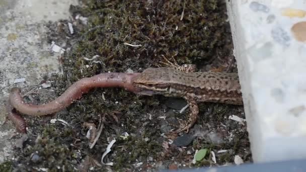 Lagarto Comiendo Una Lombriz — Vídeos de Stock