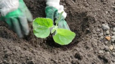 bir bahçıvan el eldiven ile yakın çekim