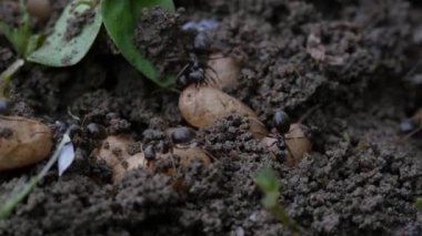 Larva, aşırı ile siyah karınca (Lasius Nijer) yakından