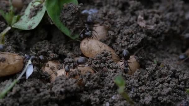 Larva Aşırı Ile Siyah Karınca Lasius Nijer Yakından — Stok video